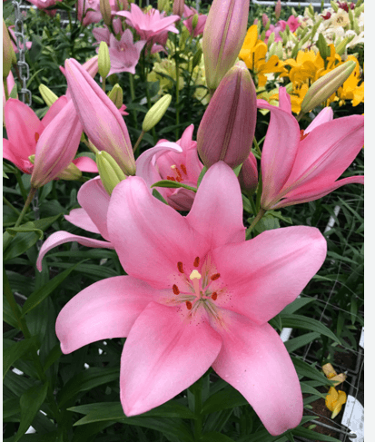 Lily Hybrid Paciano Pink 3/4