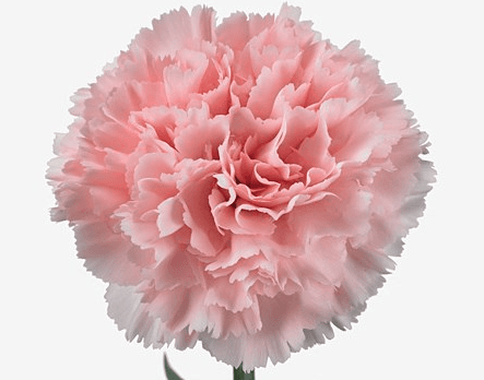 Carns Light Pink Jodie Select