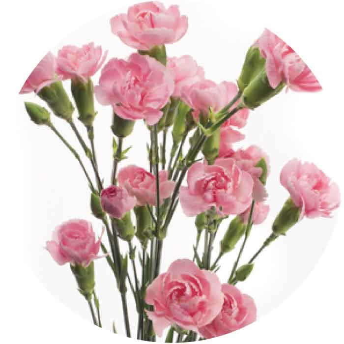 Minis Pigeon Medium Pink