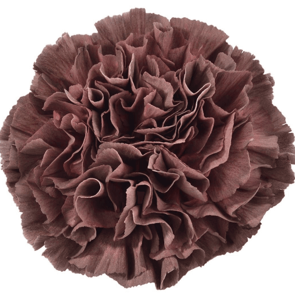 Carns Extasis Vintage Copper Select