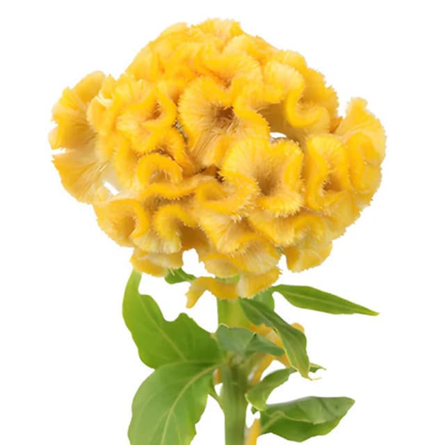 Specialty Spx Celosia Cockscomb Yellow 70-75cm