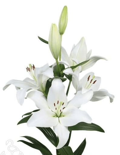 Lily Hybrid Parrano White 3/4