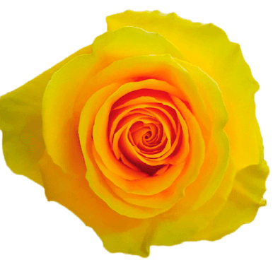Rose Gisele Yellow 50cm
