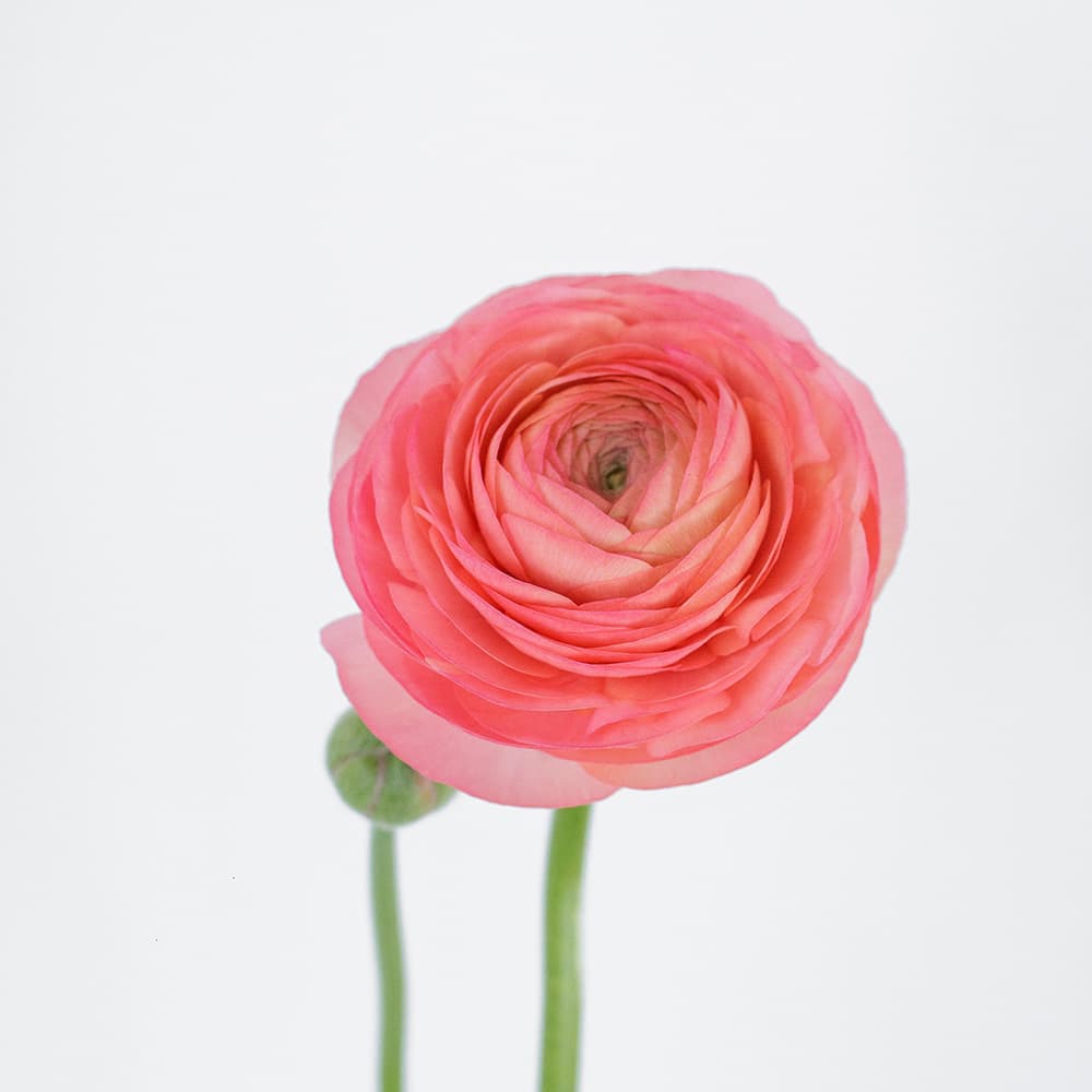 Ranunculus Spx Coral 35/40cm