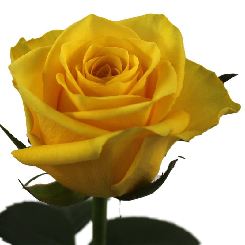 Rose Rise & Shine Ecu Yellow 50cm