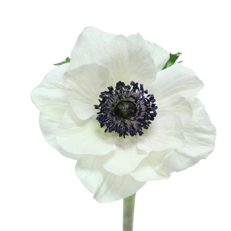 Anemone Spx White Panda 30/35cm