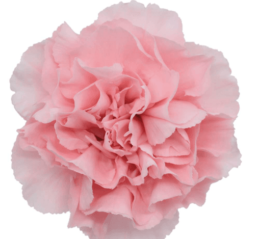 Carns Cute Light Pink Select