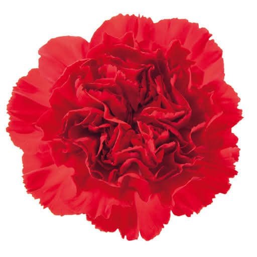Carns Walker Red Fancy