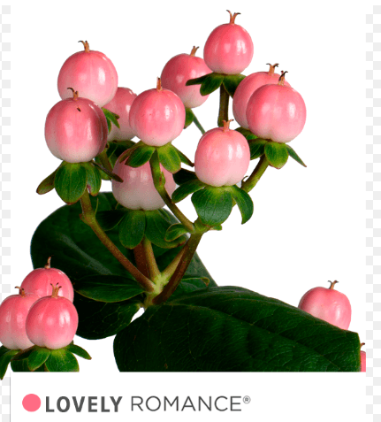Hypericum Lovely Romance Pink 70cm