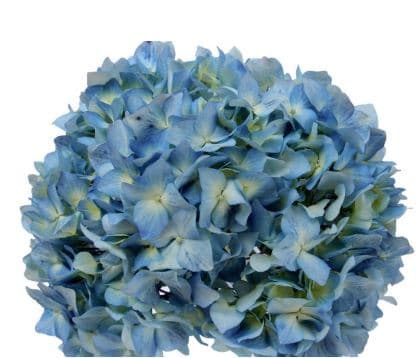 Hydrangea Bogotana Blue Select
