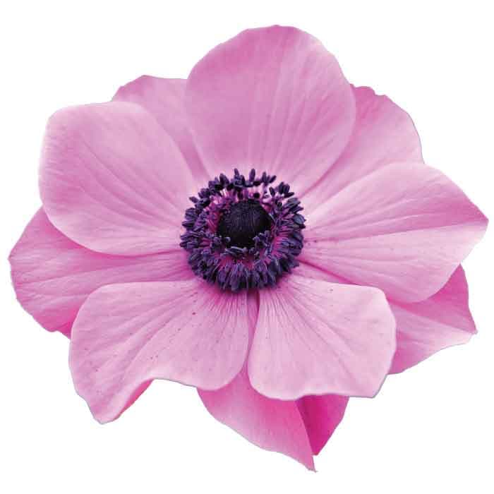 Anemone Spx Pink 30/35cm