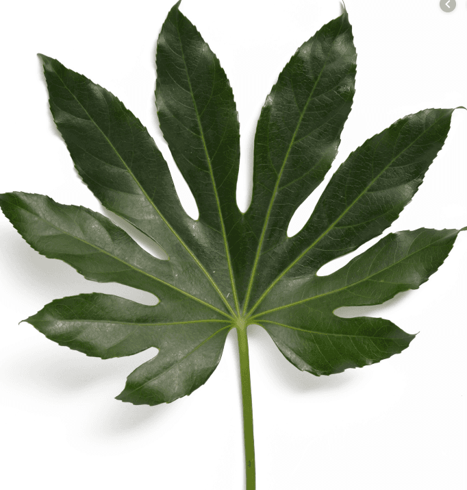 Greens Aralia 50cm