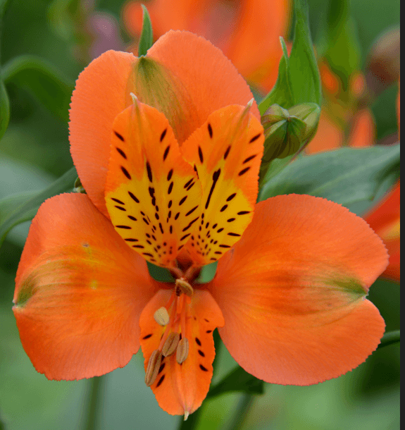 Alstro Orange Tangerine Super S.