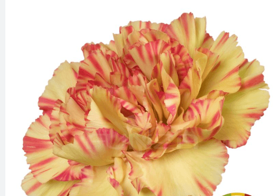 Carns Salamandra Bi-color Orange Select