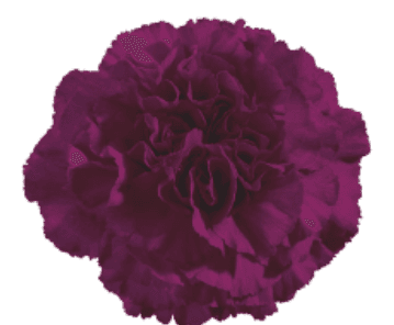 Carns Zafiro Purple Select