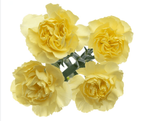 Minis Dino Yellow