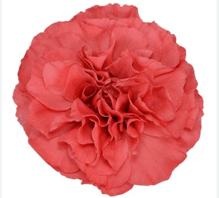Carns Coral Majesta Select