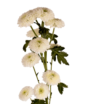 Pom White Novelty Button Laurissa