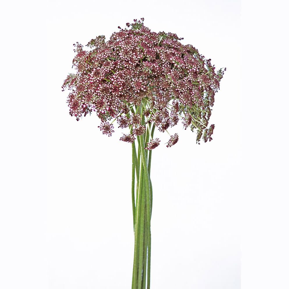 Ammi Majus QAL SPX Pink Lace 70cm