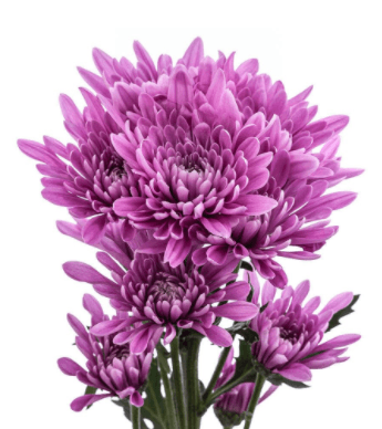 Pom Cushion Veronica Lavender Platinum