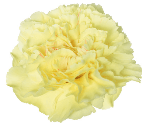 Carns Gladys Yellow Select