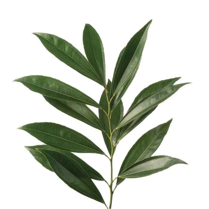 Greens Cocculos 60cm