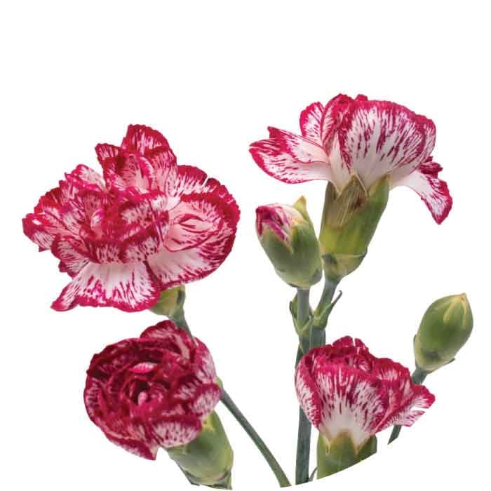 Minis Bacarat Bi-color Wh/bu
