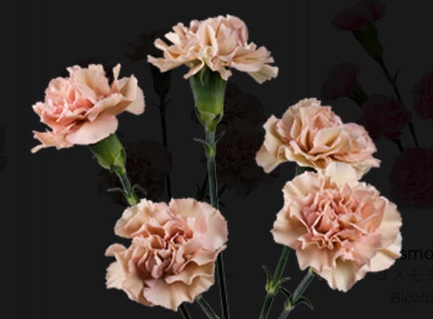 Minis Antique Peach Brown Sugar