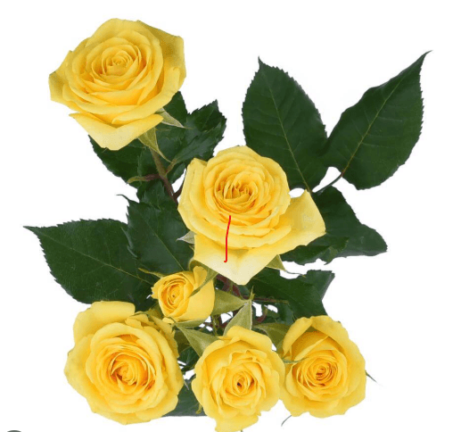 Sprays Golden Blossom Yellow 50cm