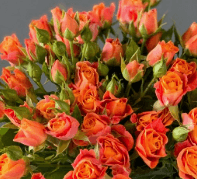 Sprays Saona Orange 50cm
