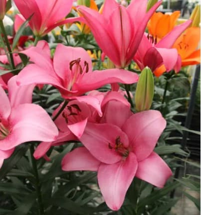 Lily Hybrid Sentosa Pink 3/4