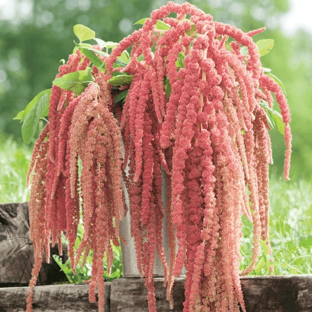 Amaranthus Spx Hanging Peach-salmon 5st 70cm