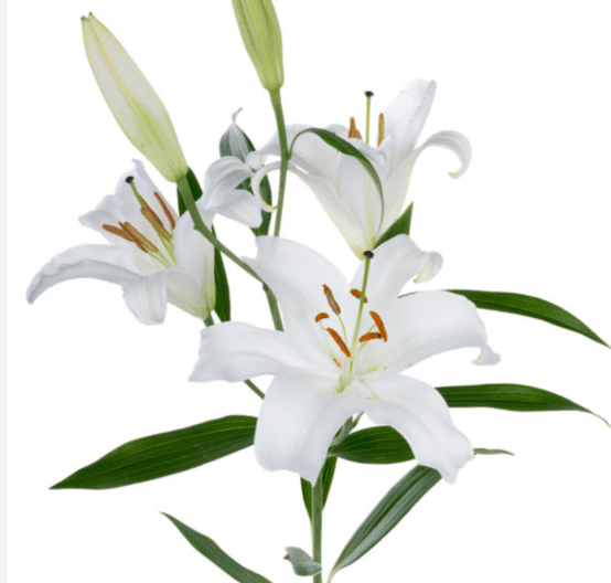 Lily Oriental Saronno Ecu White 3/4