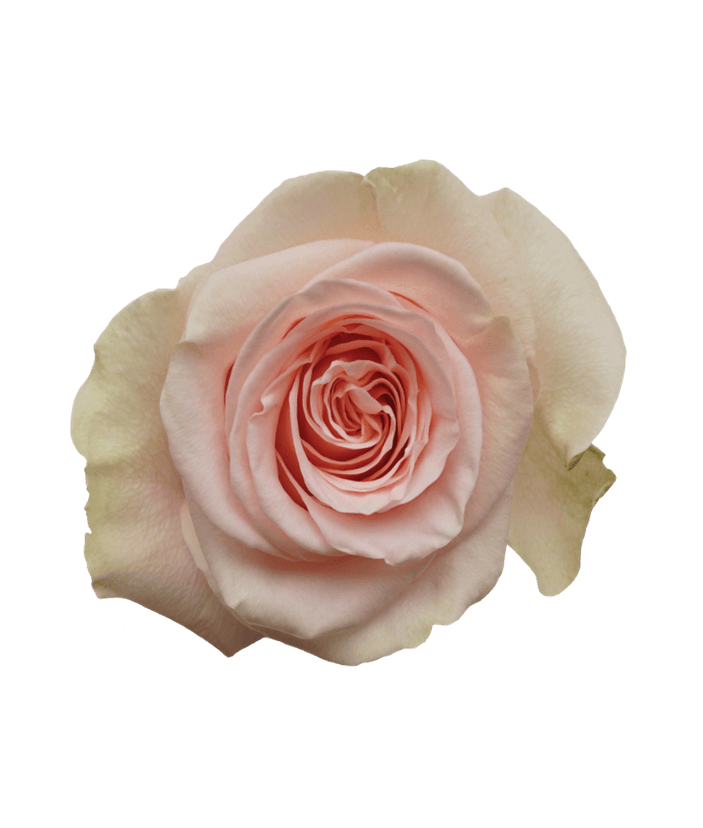 Rose Peachy Pink Salma ECU 50cm