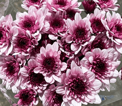 Pom Bi-Color Lavender Cushion Lovatto