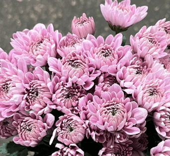 Pom Lavender Cushion Yolanda