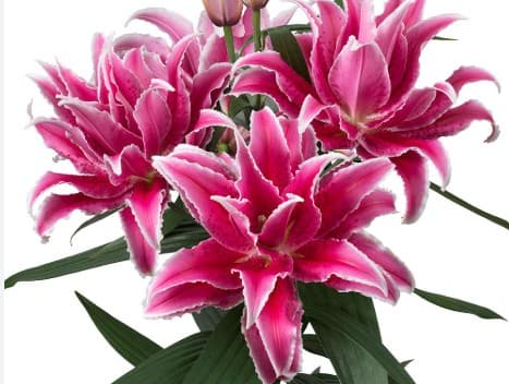 Lily Oriental Rose Lily Hot Pink 2/3