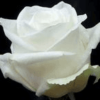 Rose High & Pure White 50cm