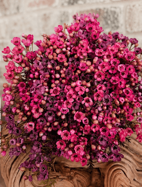 Waxflower Select Tinted Berries Mix 55-60cm