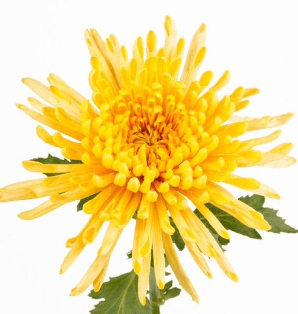 Mums Yellow Spider Walhalla
