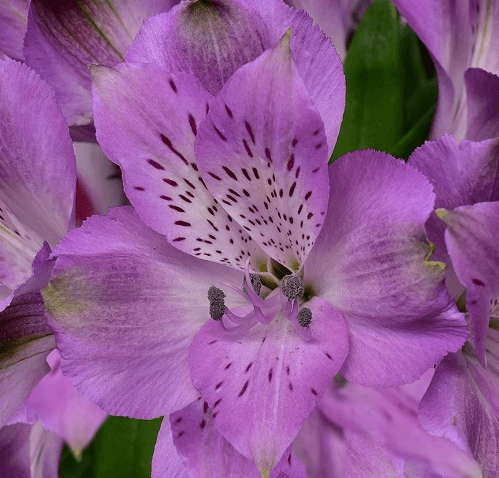 Alstro Lavender Okinawa Super S.