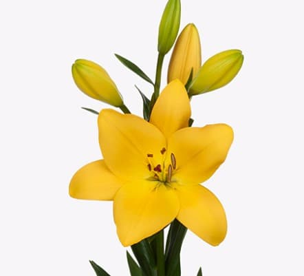 Lily Hybrid Botero Yellow 3/4