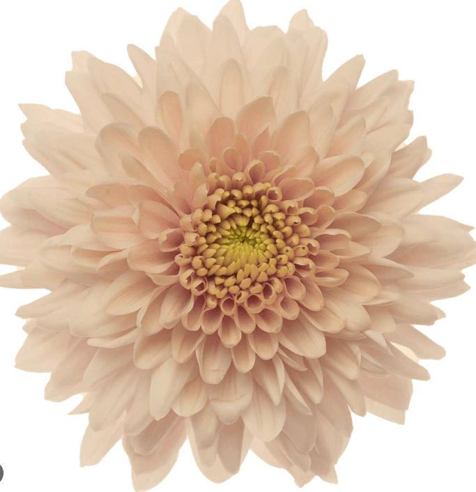 Mums Antique Peach Cremon Romancero