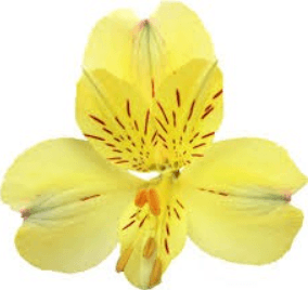 Alstro Cheesecake Yellow Super S.