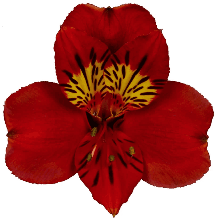 Alstro Angelina Red Super S.