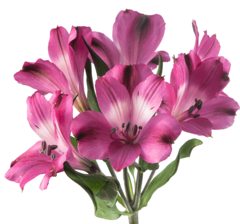 Alstro Purple Bright Orchid Fancy