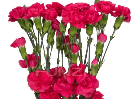 Minis Hot Pink Anita