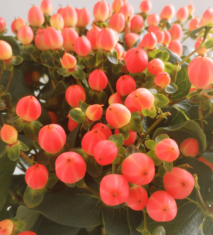 Hypericum Magical Royal Princess Coral 60cm