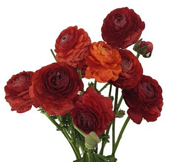 Ranunculus Spx Chocolate 30/35cm
