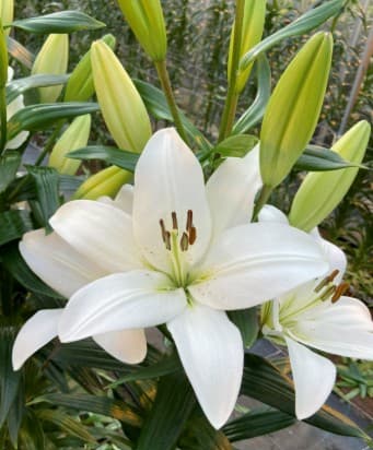 Lily Hybrid Mercato White 3/4